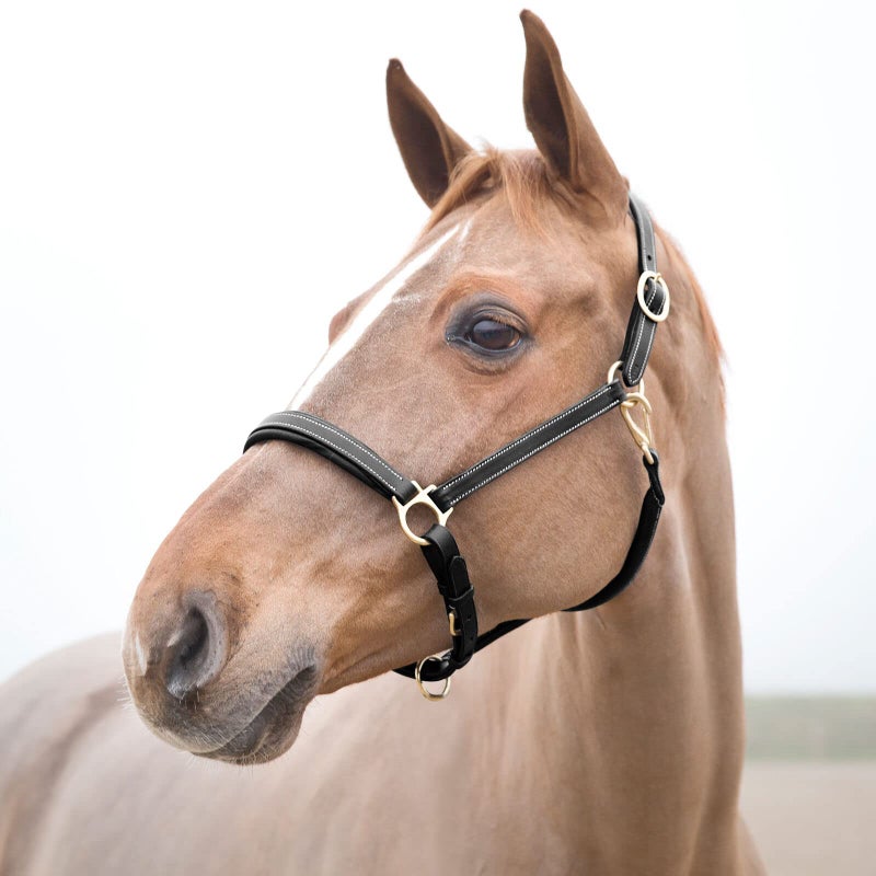 HORZE Largo Genuine Leather Horse Halter | Adjustable Padded Noseband and Crown - Black - Warmblood